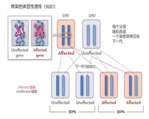 提升试管促排前90天卵子质量,助孕宝宝加分秘籍