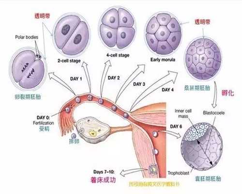 江苏助孕宝宝纯母乳喂养大便带血丝原因解析与应对策略