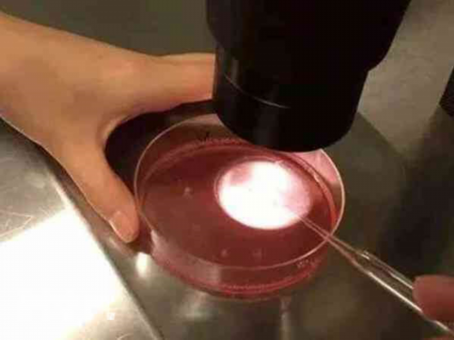 江苏助孕宝宝学爬指南：代生家庭必读的爬行训练技巧