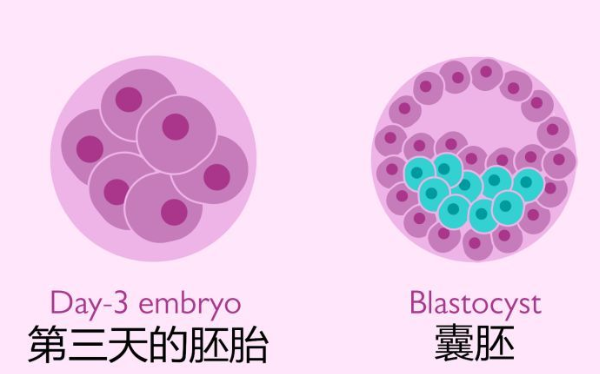 试管三级胚胎养囊